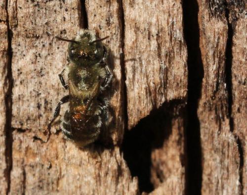 Osmia sp.